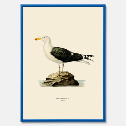 Vintageposter föreställande en havstrut, ritad av bröderna von Wright.