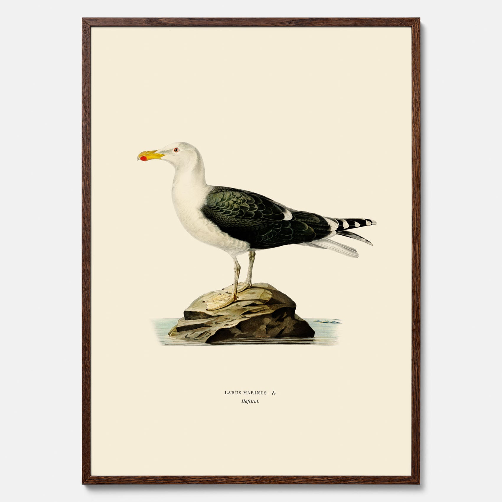 Vintageposter föreställande en havstrut, ritad av bröderna von Wright.