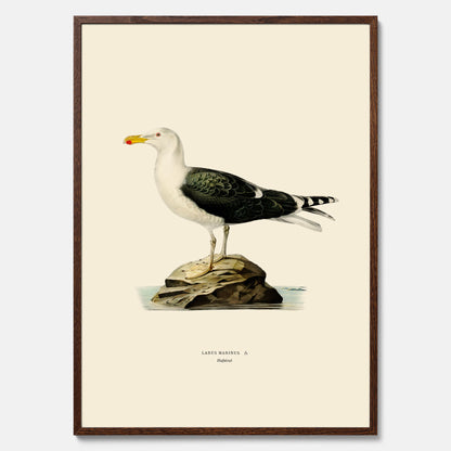 Vintageposter föreställande en havstrut, ritad av bröderna von Wright.