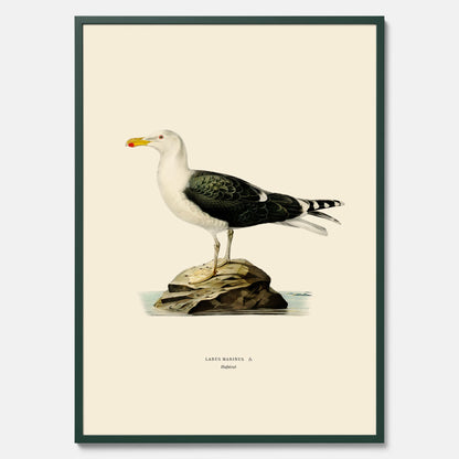 Vintageposter föreställande en havstrut, ritad av bröderna von Wright.