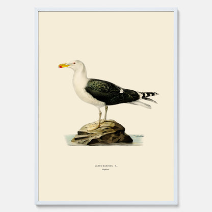 Vintageposter föreställande en havstrut, ritad av bröderna von Wright.