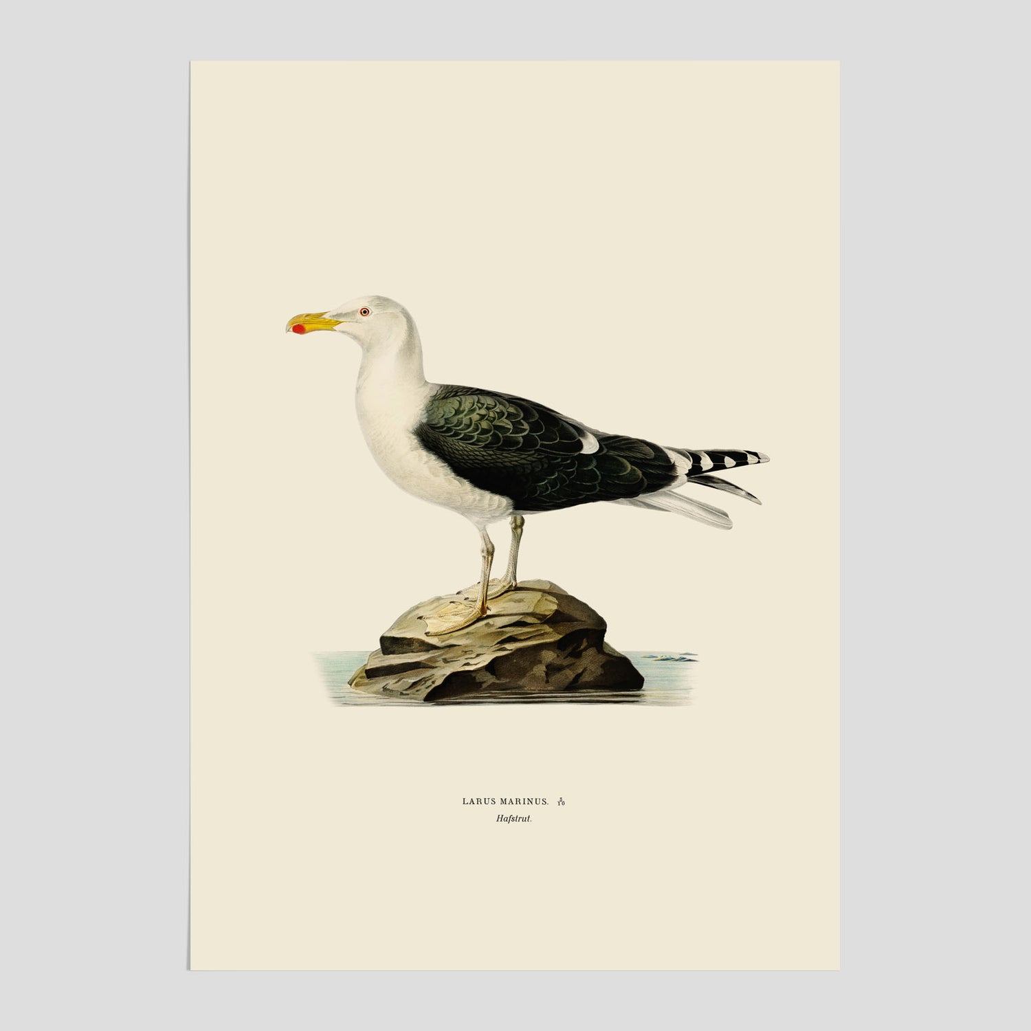 Vintageposter föreställande en havstrut, ritad av bröderna von Wright.