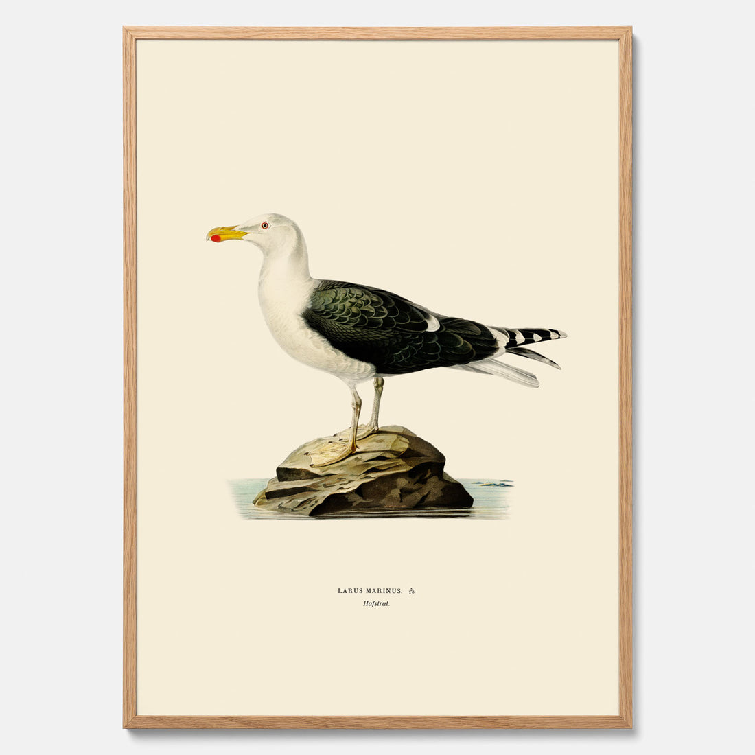 Vintageposter föreställande en havstrut, ritad av bröderna von Wright.