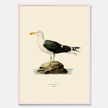 Vintageposter föreställande en havstrut, ritad av bröderna von Wright.