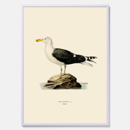 Vintageposter föreställande en havstrut, ritad av bröderna von Wright.