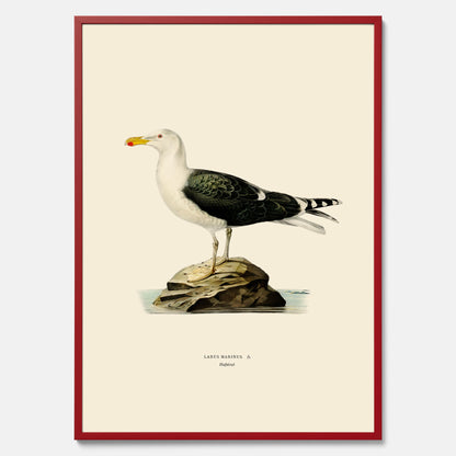 Vintageposter föreställande en havstrut, ritad av bröderna von Wright.
