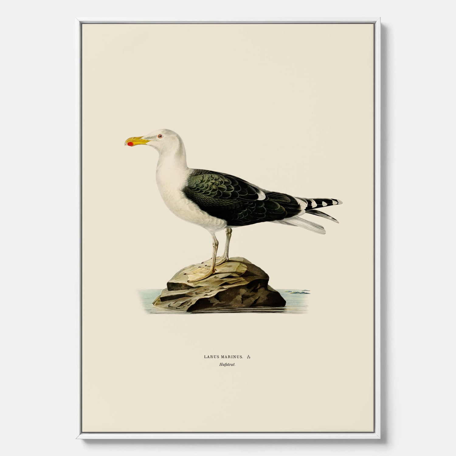 Vintageposter föreställande en havstrut, ritad av bröderna von Wright. Canvas