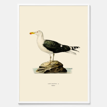 Vintageposter föreställande en havstrut, ritad av bröderna von Wright.