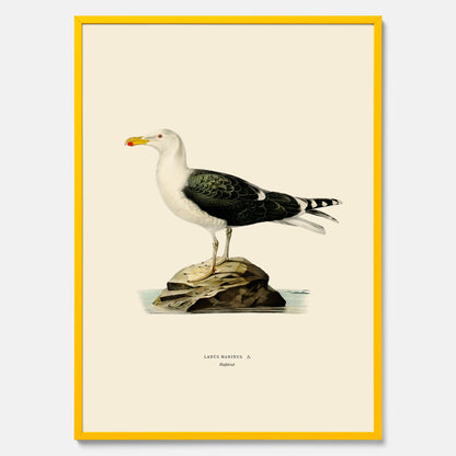 Vintageposter föreställande en havstrut, ritad av bröderna von Wright.