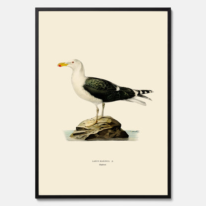 Vintageposter föreställande en havstrut, ritad av bröderna von Wright.