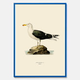 Vintageposter föreställande en havstrut, ritad av bröderna von Wright.