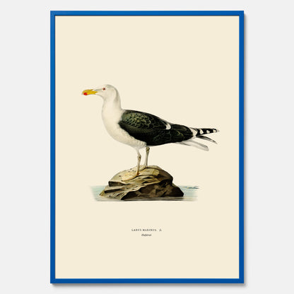Vintageposter föreställande en havstrut, ritad av bröderna von Wright.