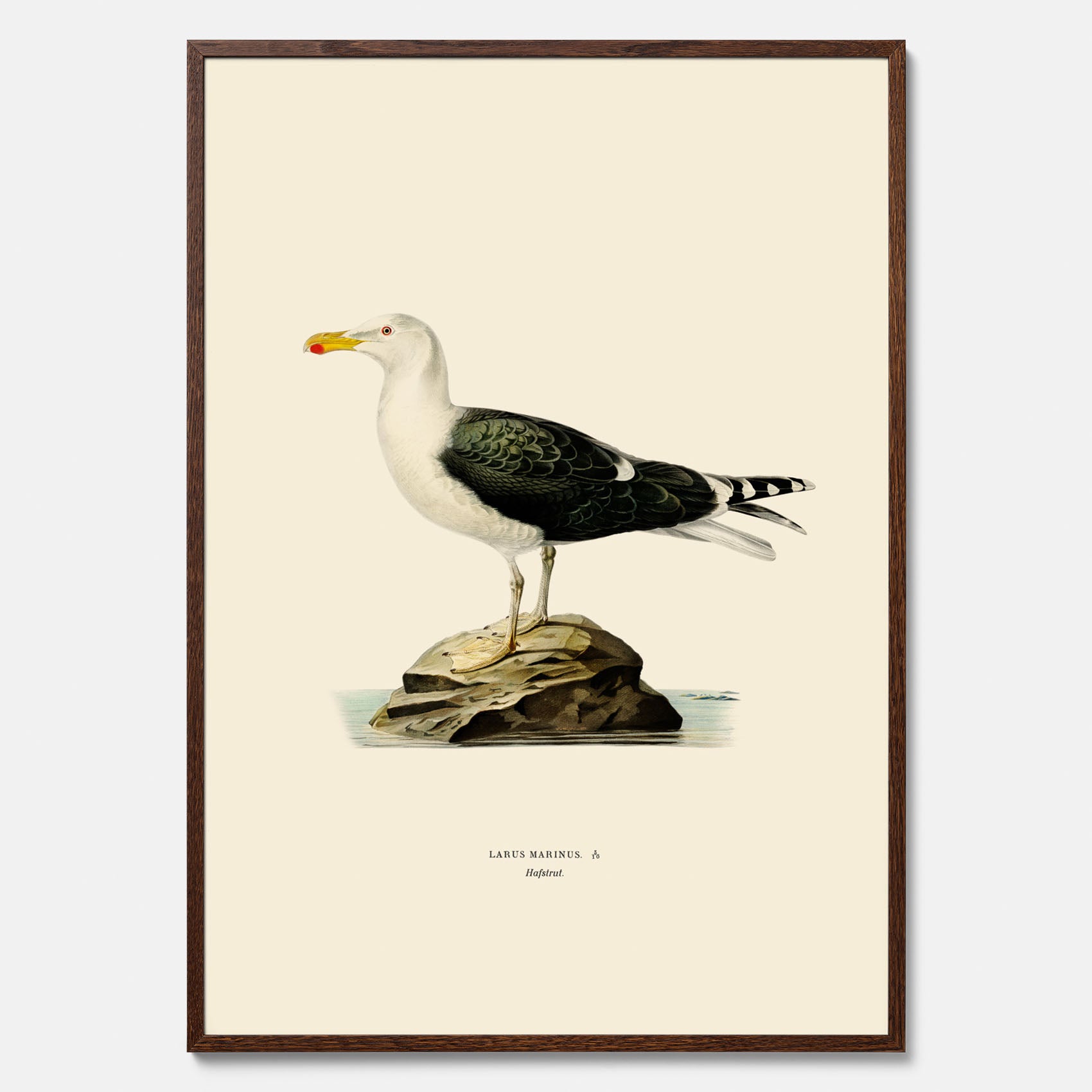 Vintageposter föreställande en havstrut, ritad av bröderna von Wright.