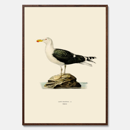 Vintageposter föreställande en havstrut, ritad av bröderna von Wright.