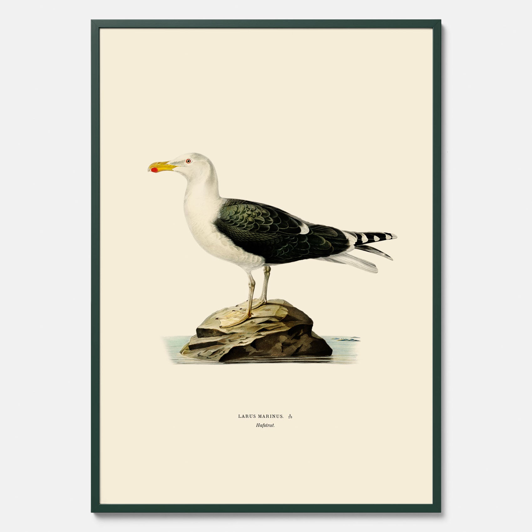 Vintageposter föreställande en havstrut, ritad av bröderna von Wright.