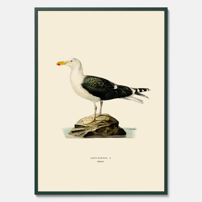 Vintageposter föreställande en havstrut, ritad av bröderna von Wright.