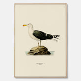 Vintageposter föreställande en havstrut, ritad av bröderna von Wright. Canvas