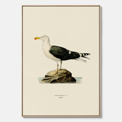 Vintageposter föreställande en havstrut, ritad av bröderna von Wright. Canvas