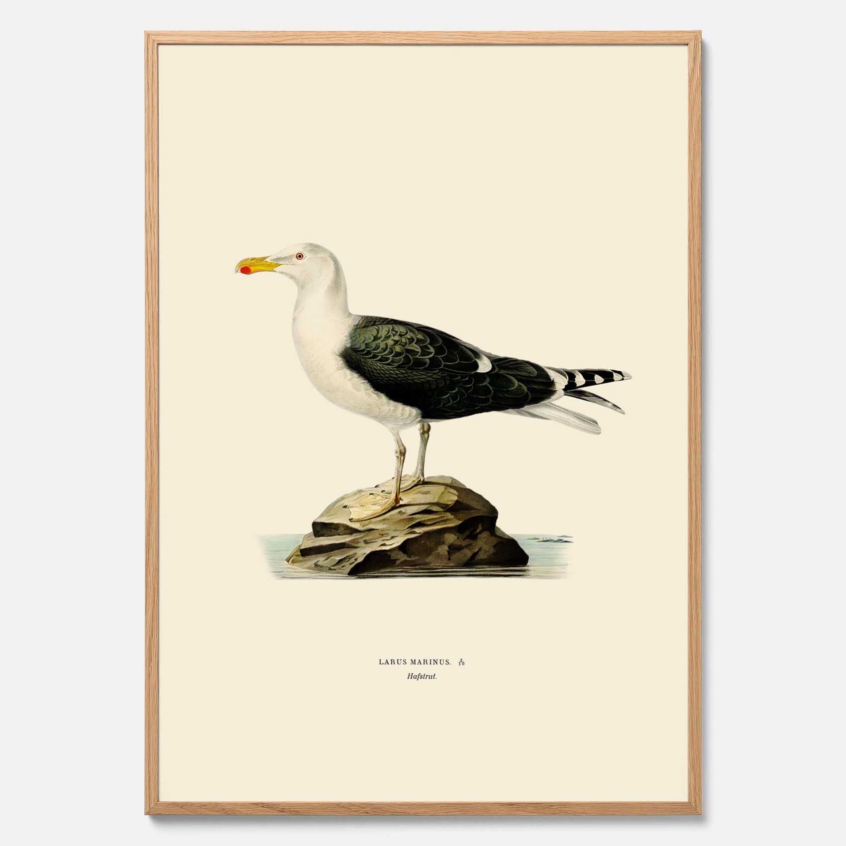 Vintageposter föreställande en havstrut, ritad av bröderna von Wright.