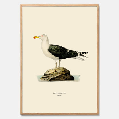 Vintageposter föreställande en havstrut, ritad av bröderna von Wright.