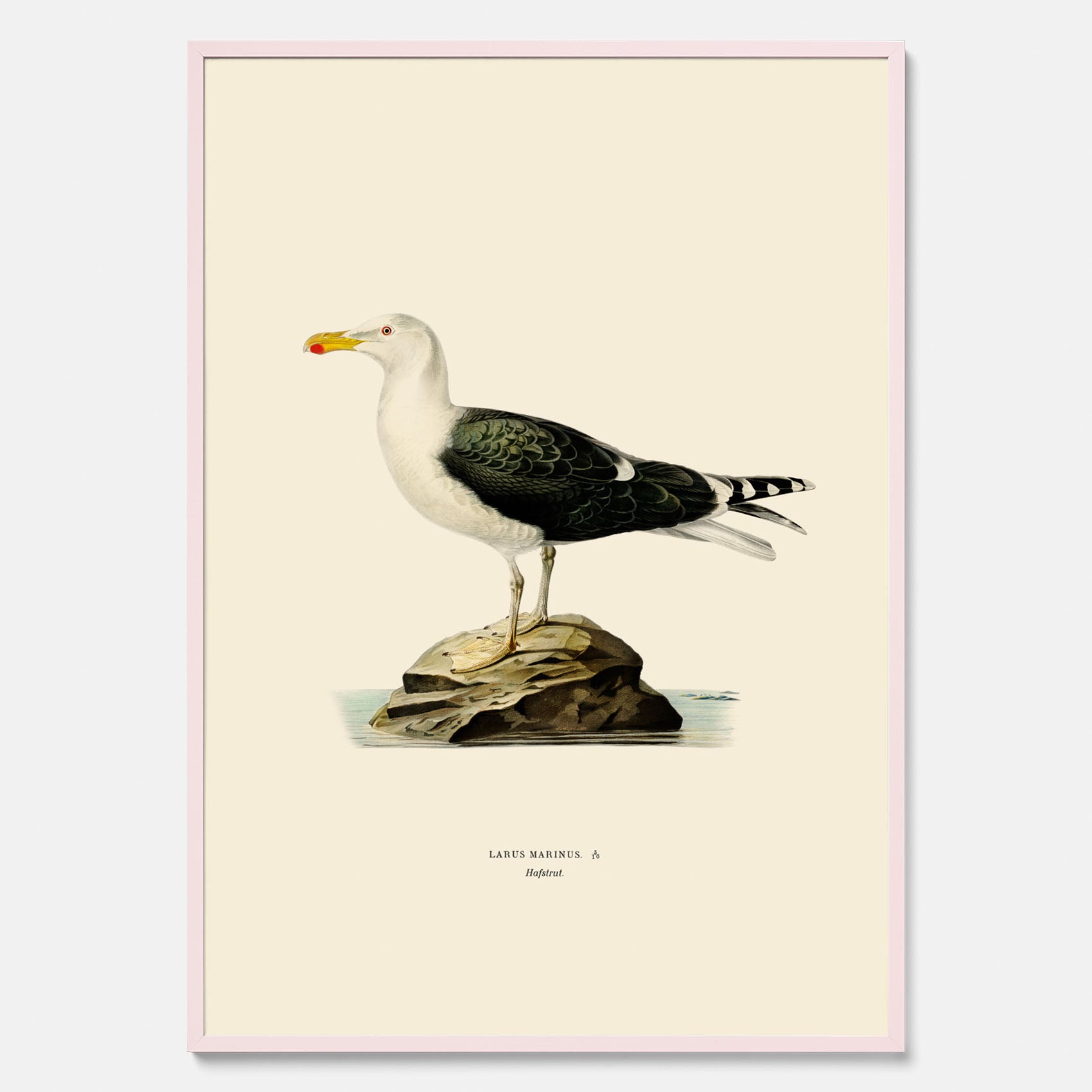 Vintageposter föreställande en havstrut, ritad av bröderna von Wright.