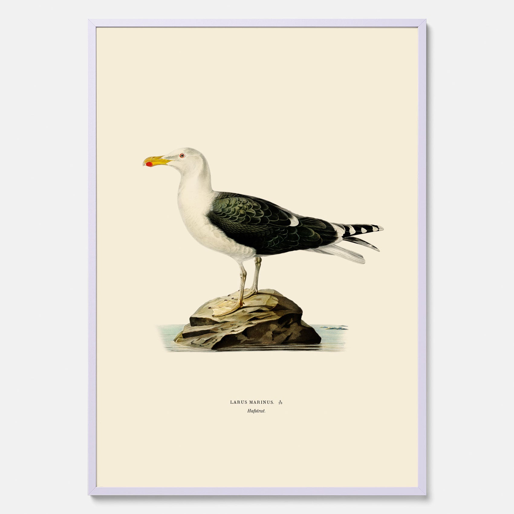 Vintageposter föreställande en havstrut, ritad av bröderna von Wright.