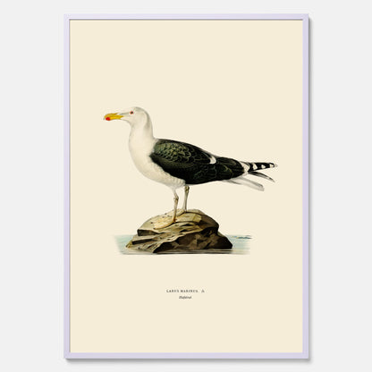 Vintageposter föreställande en havstrut, ritad av bröderna von Wright.
