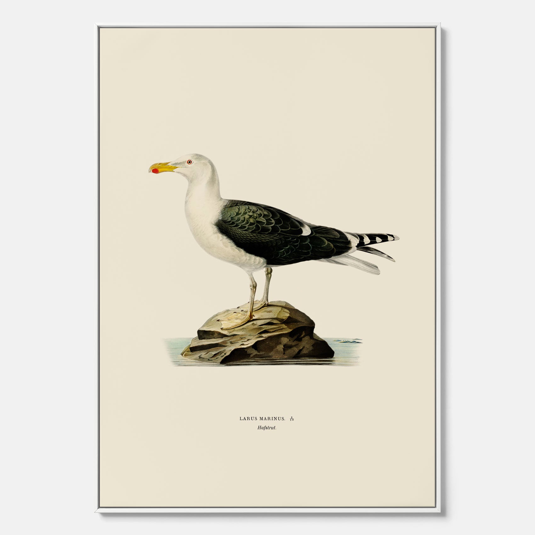 Vintageposter föreställande en havstrut, ritad av bröderna von Wright. Canvas