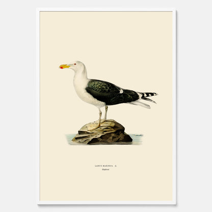 Vintageposter föreställande en havstrut, ritad av bröderna von Wright.