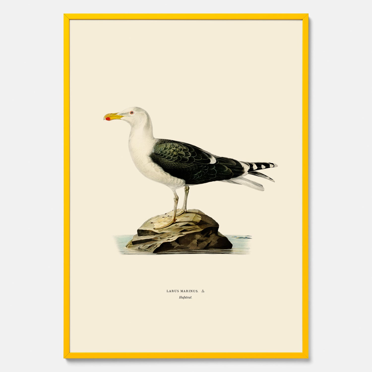 Vintageposter föreställande en havstrut, ritad av bröderna von Wright.