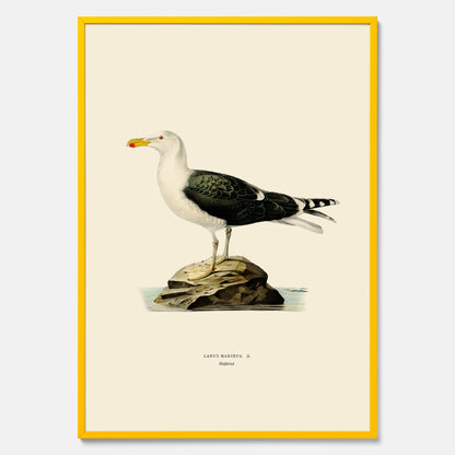 Vintageposter föreställande en havstrut, ritad av bröderna von Wright.