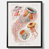 Canvastavla med Maneter  – Havsposter med skivmaneter av Ernst Haeckel