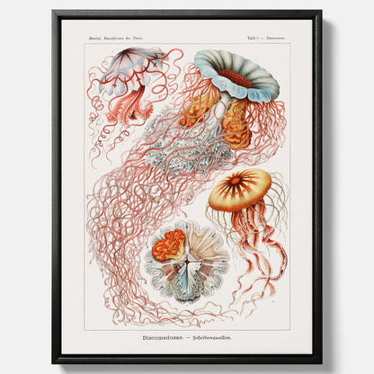 Canvastavla med Maneter  – Havsposter med skivmaneter av Ernst Haeckel