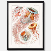 Maneter poster  – Havsposter med skivmaneter av Ernst Haeckel