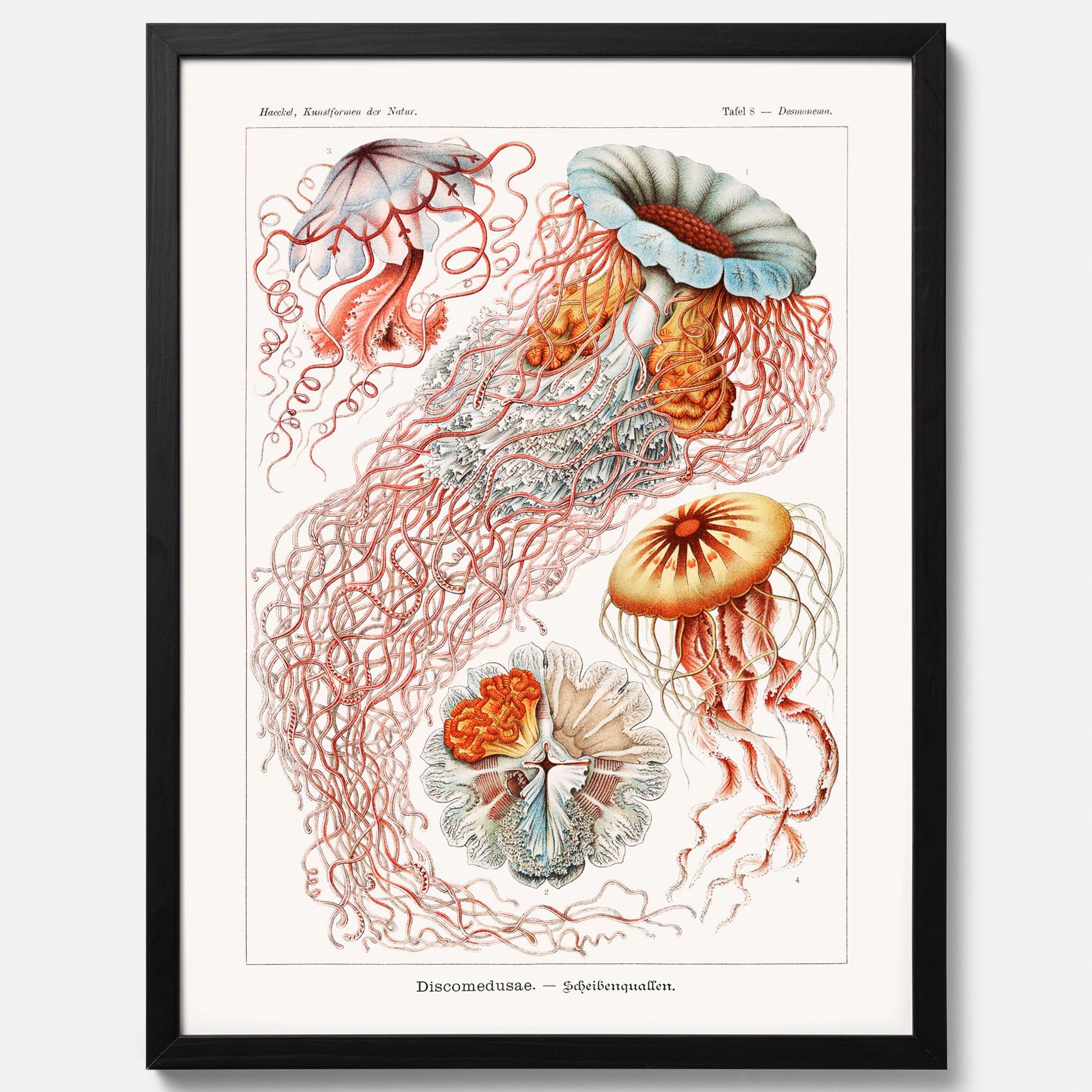 Maneter poster  – Havsposter med skivmaneter av Ernst Haeckel