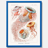 Maneter poster  – Havsposter med skivmaneter av Ernst Haeckel