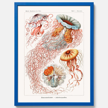 Maneter poster  – Havsposter med skivmaneter av Ernst Haeckel