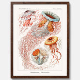 Maneter poster  – Havsposter med skivmaneter av Ernst Haeckel