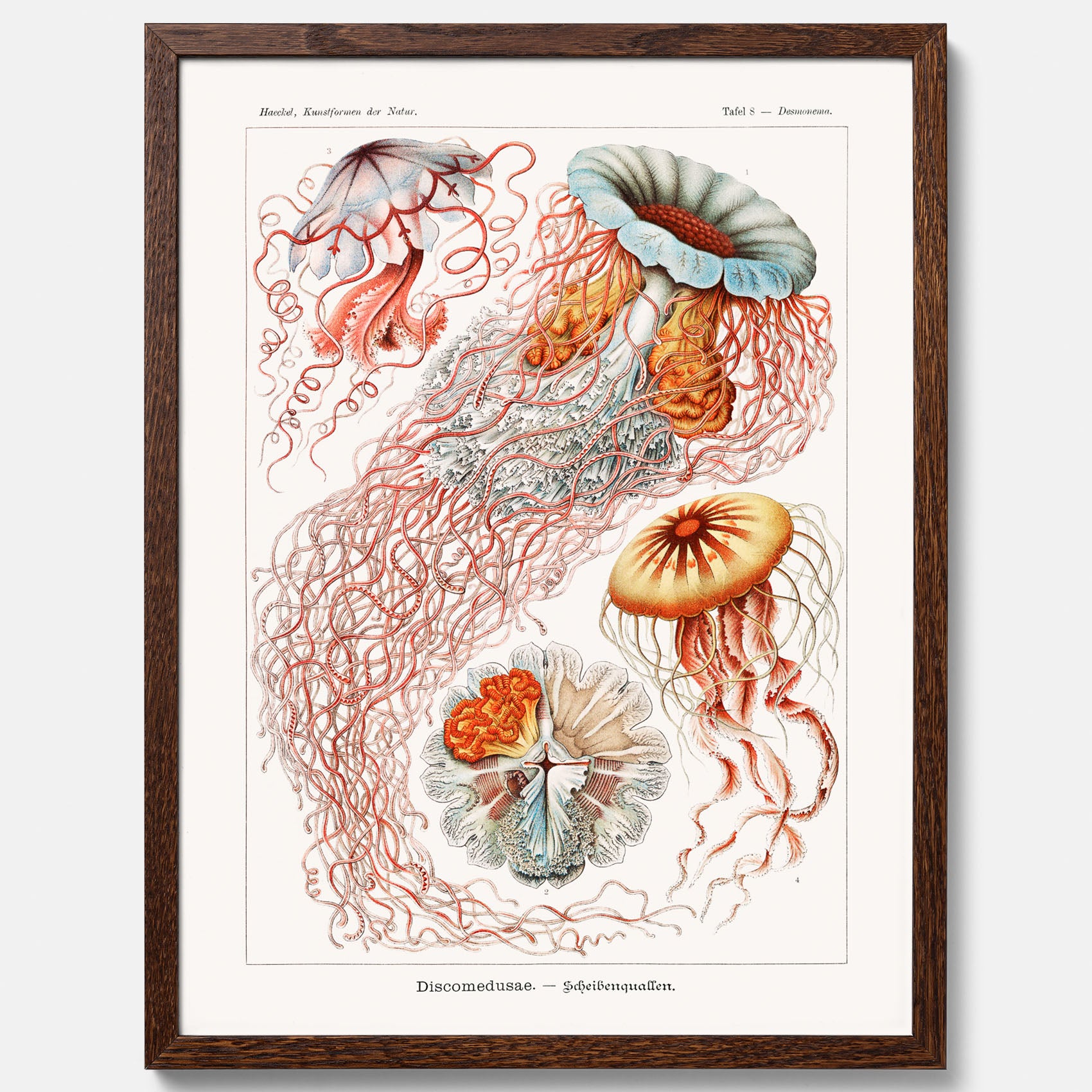 Maneter poster  – Havsposter med skivmaneter av Ernst Haeckel