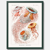 Maneter poster  – Havsposter med skivmaneter av Ernst Haeckel