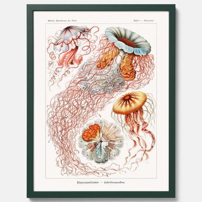 Maneter poster  – Havsposter med skivmaneter av Ernst Haeckel