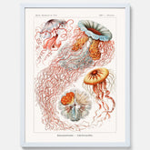 Maneter poster  – Havsposter med skivmaneter av Ernst Haeckel