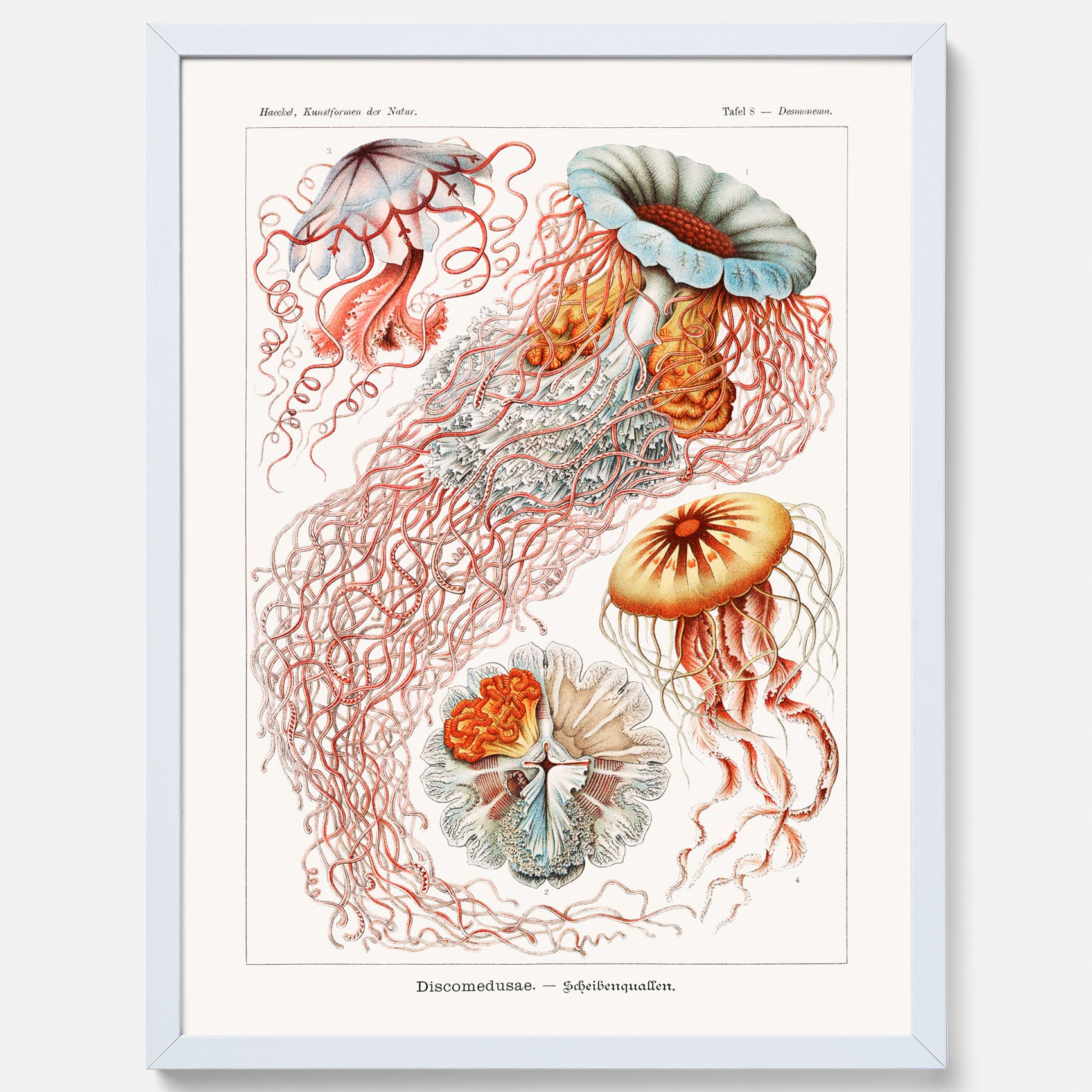 Maneter poster  – Havsposter med skivmaneter av Ernst Haeckel