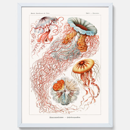 Maneter poster  – Havsposter med skivmaneter av Ernst Haeckel
