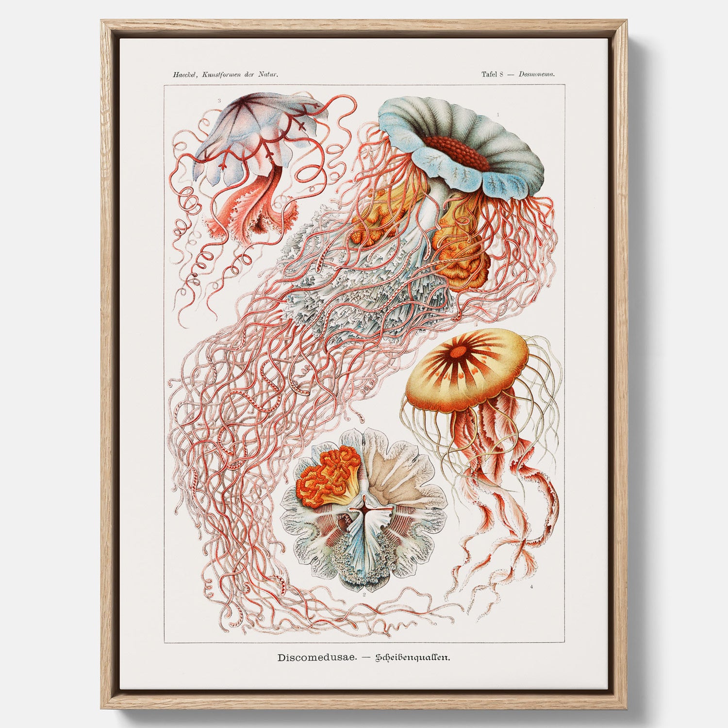 Canvastavla med Maneter  – Havsposter med skivmaneter av Ernst Haeckel