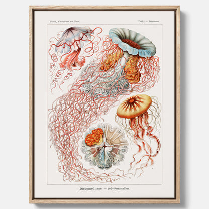 Canvastavla med Maneter  – Havsposter med skivmaneter av Ernst Haeckel