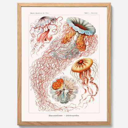 Maneter poster  – Havsposter med skivmaneter av Ernst Haeckel