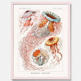 Maneter poster  – Havsposter med skivmaneter av Ernst Haeckel
