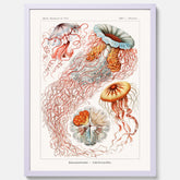 Maneter poster  – Havsposter med skivmaneter av Ernst Haeckel