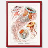 Maneter poster  – Havsposter med skivmaneter av Ernst Haeckel